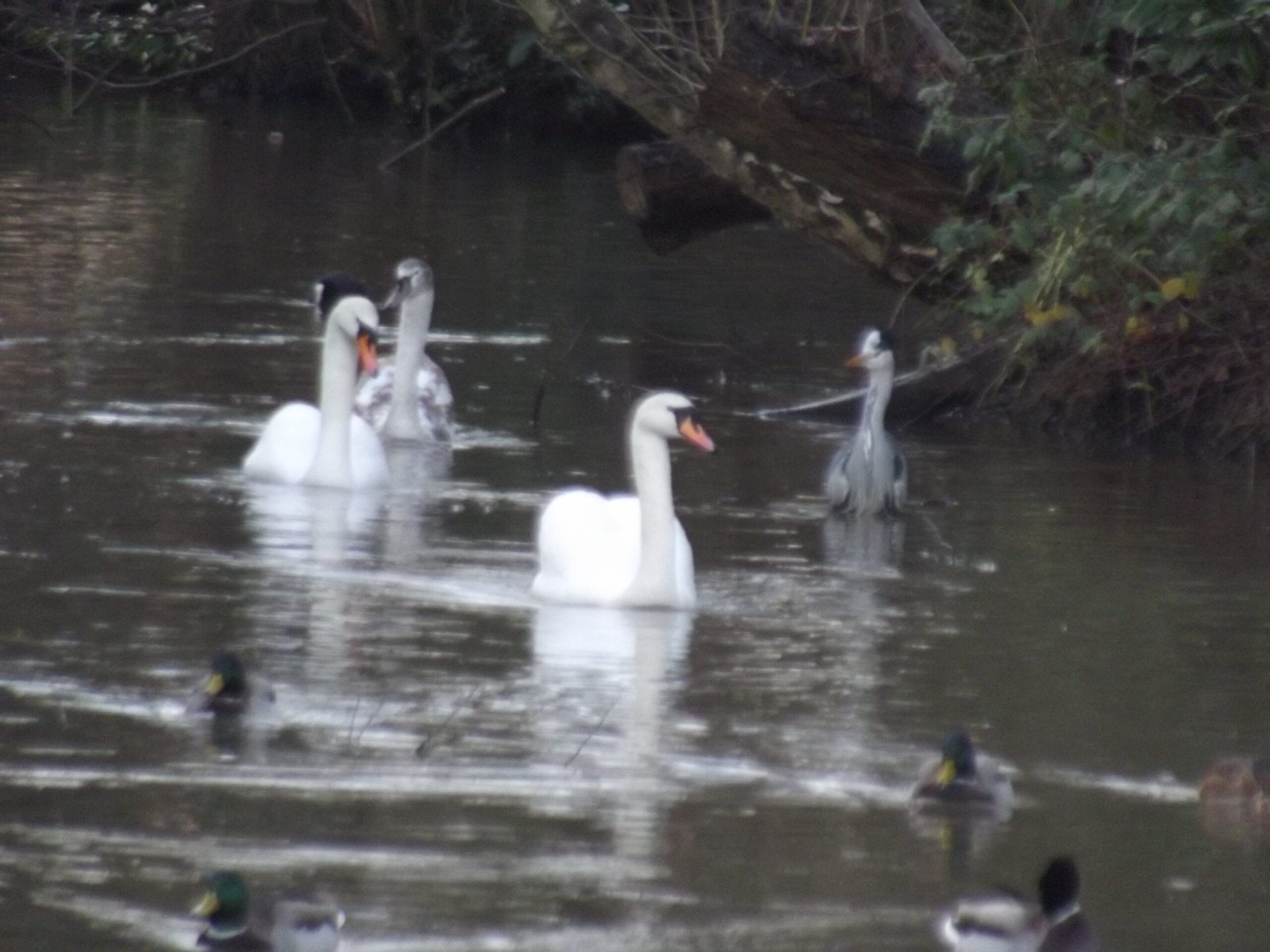 Swans on Trittiford Mill Pool