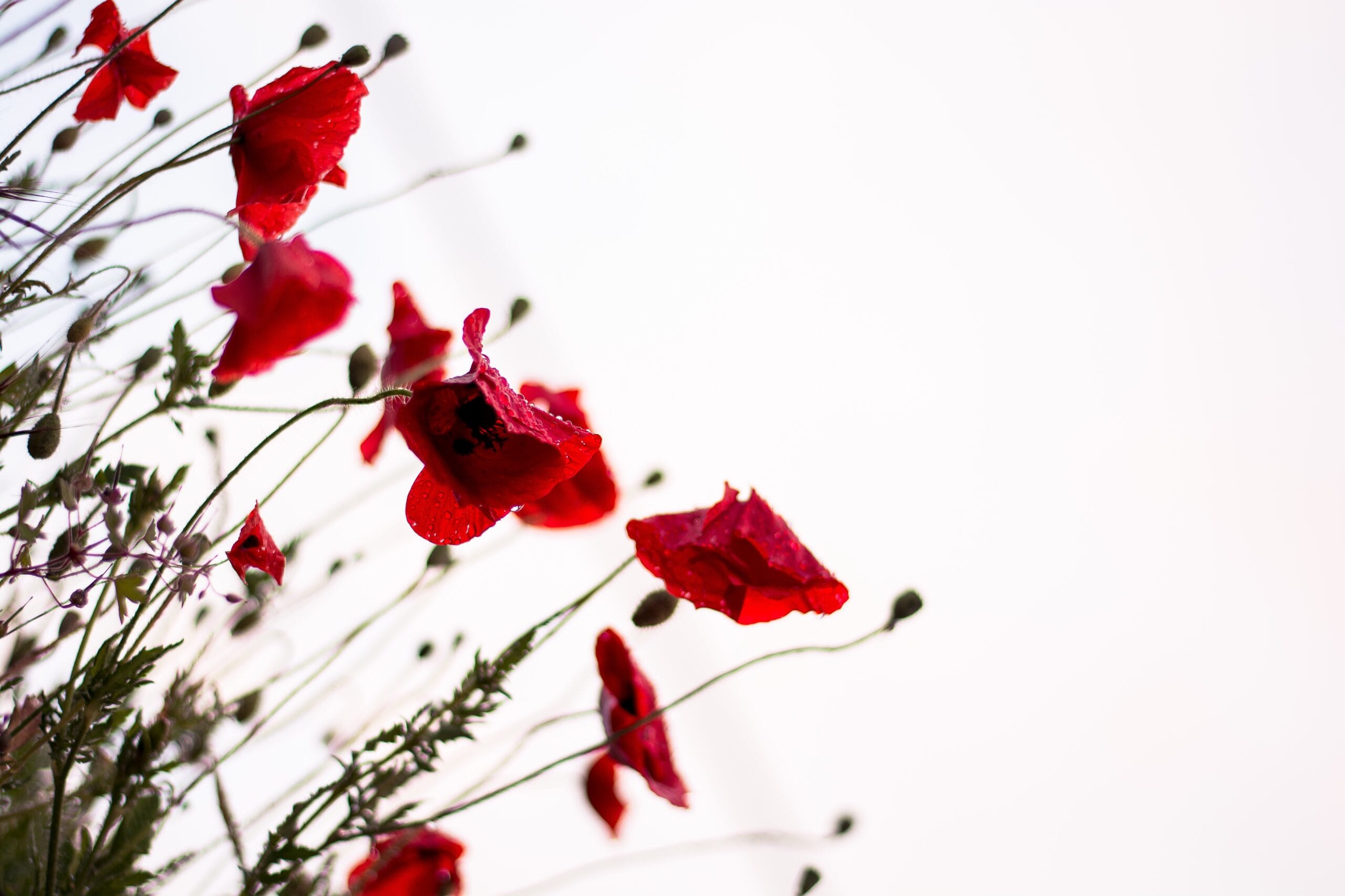 poppies