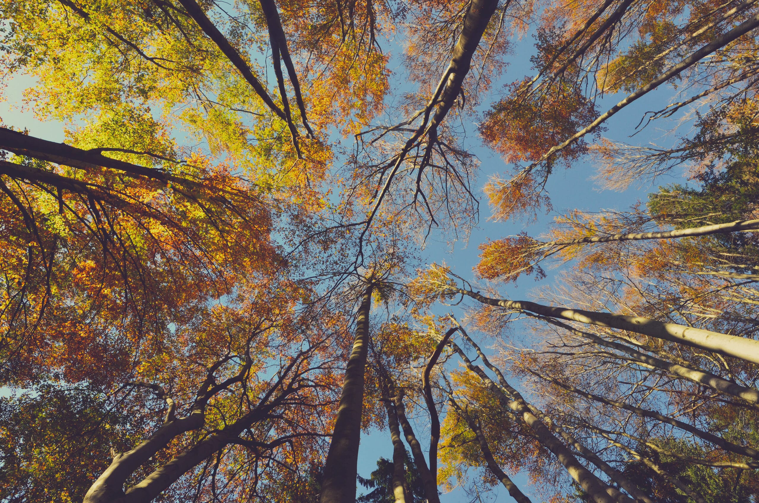 Image of trees