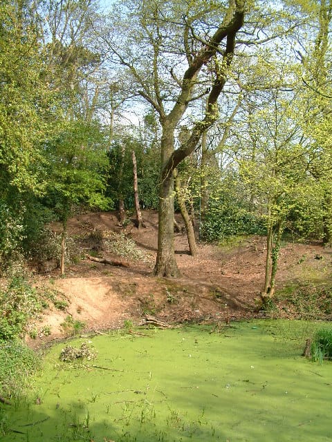 A second view of Moseley Bog