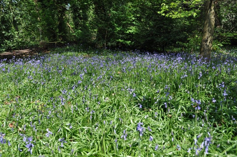 Moseley Bog nature reserve