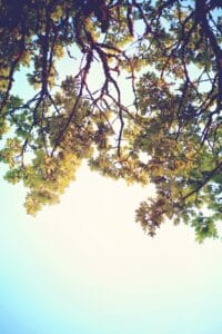 Oak Tree