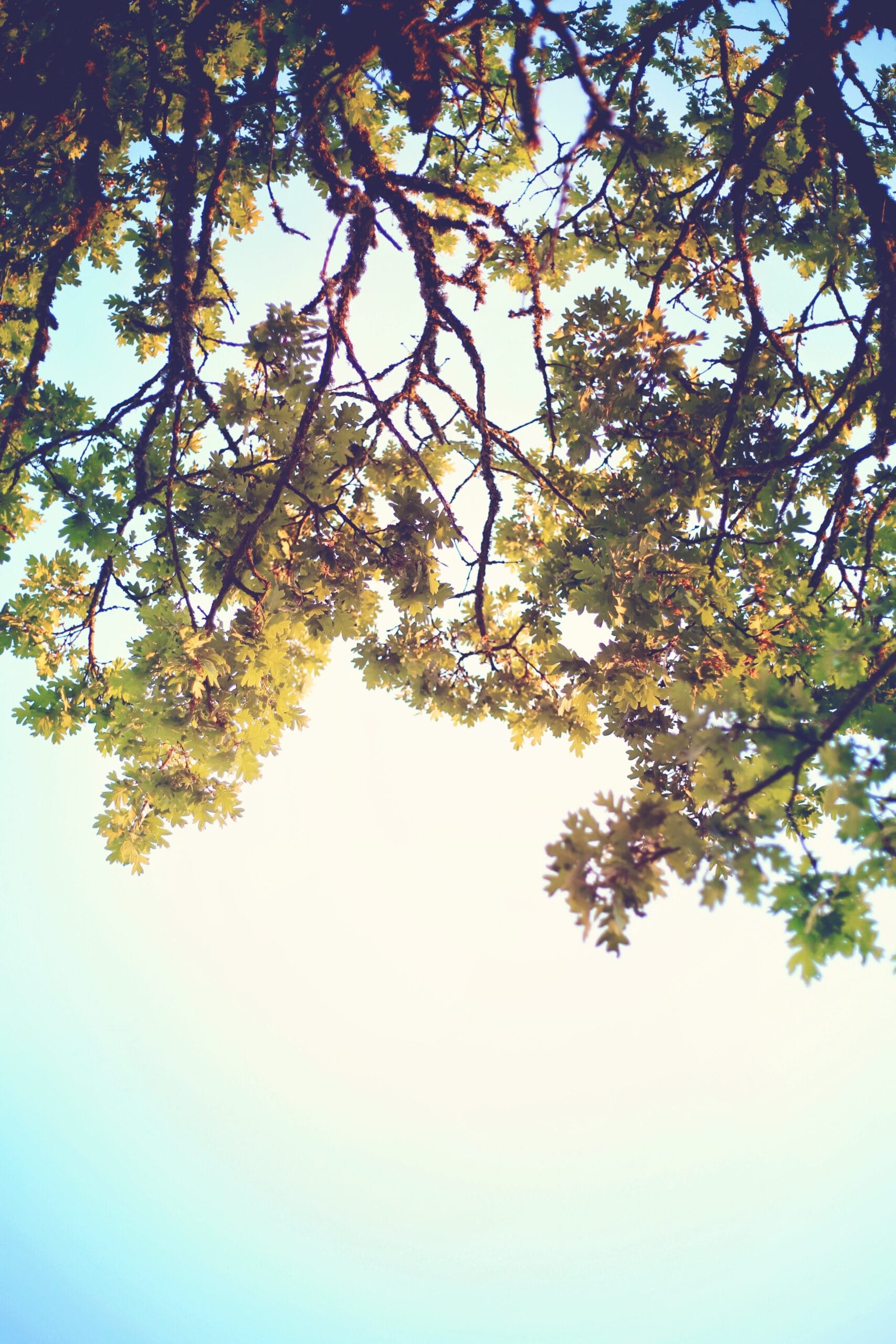 Oak Tree